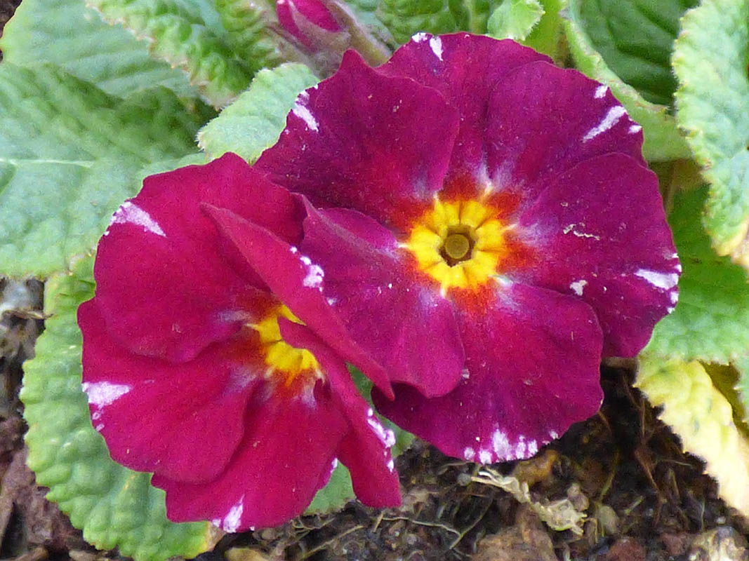 Primula x juliae 'Barnhaven Pixies'